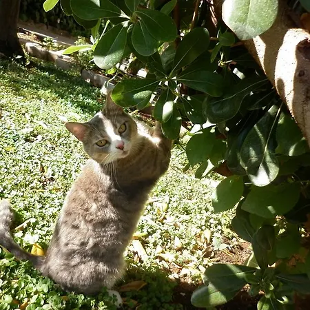 Daniela 招待所 3*