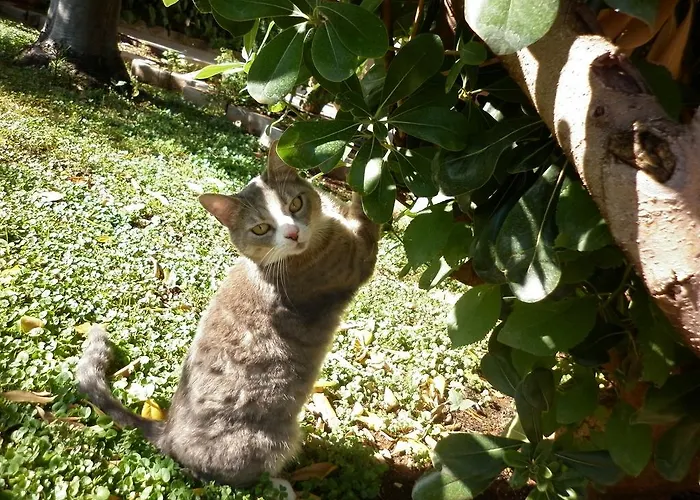 Daniela בית הארחה 3*